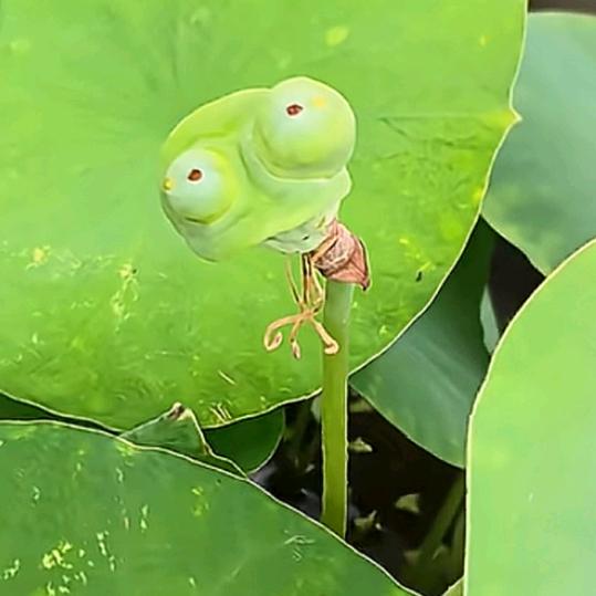 威海钓鱼小趴菜