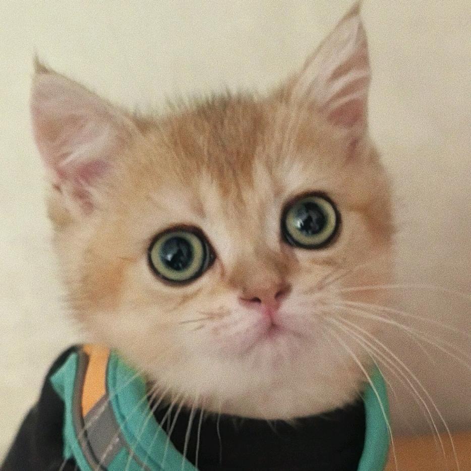 金条 蜂蜜包儿 🐱