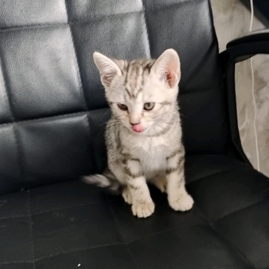 青春喂了猪