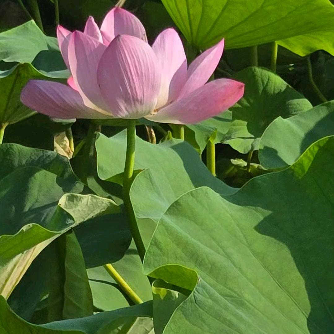 鸿锋
