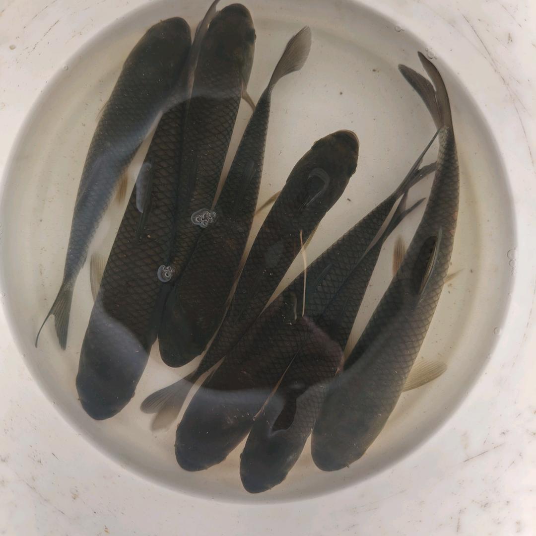 麻城市宏景鱼苗