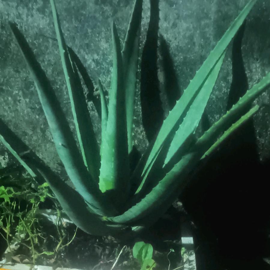 阮姐\晚上8：10分首播