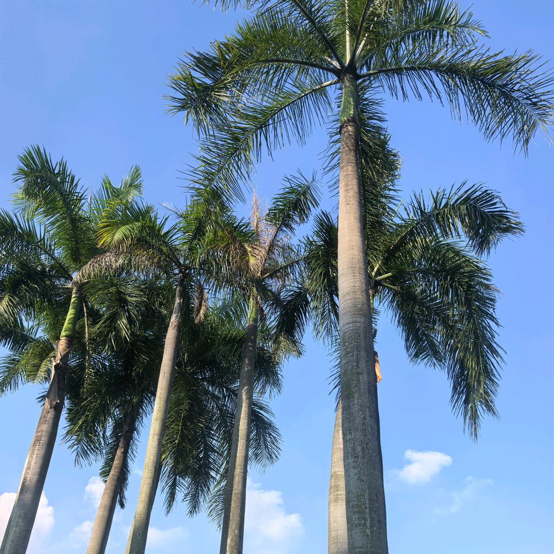 旧夏