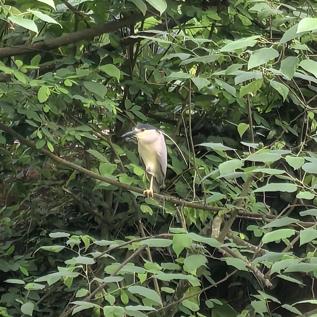 肥德.☞圆咘隆咚