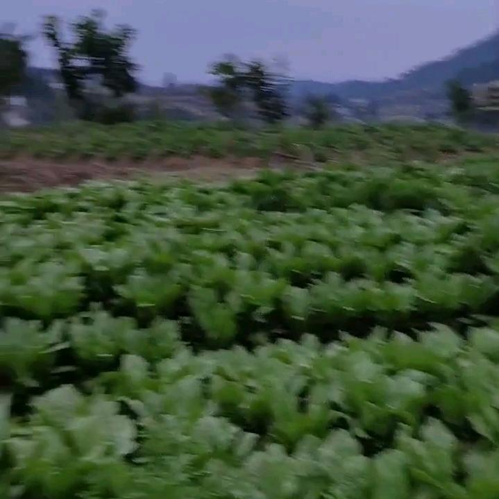 黑花石