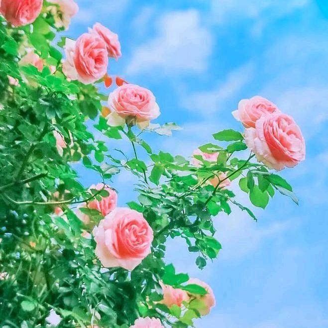 🌷🌳🌳心静自然凉🍅🌲🌿