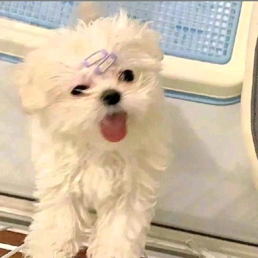 一个想瘦的胖子