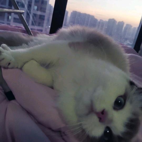我也不太了解他