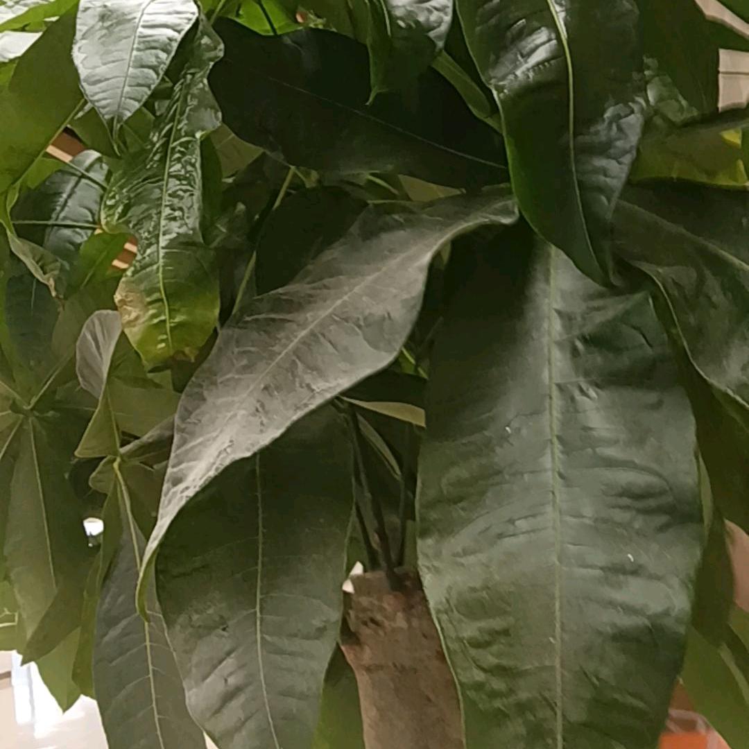 我在上海