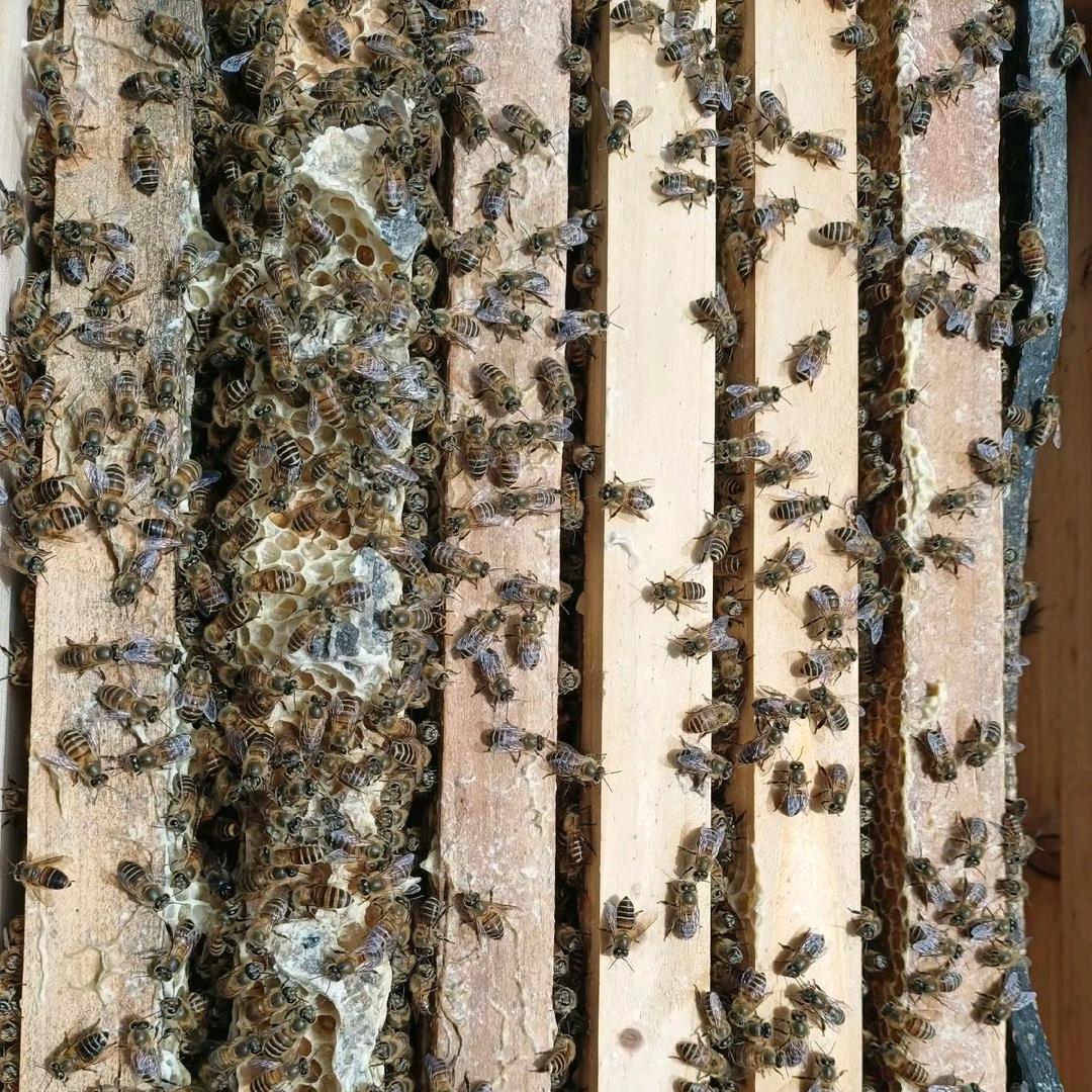 镇雄中蜂保种基地