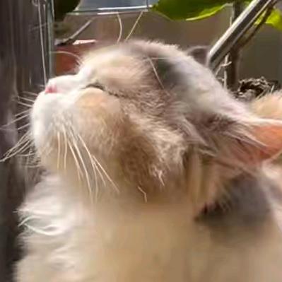 心平气和好运来