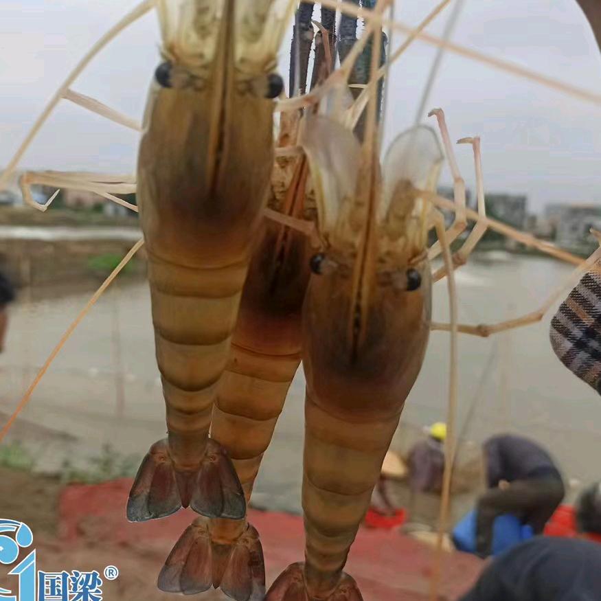 柏霖【国梁罗虾苗、海南正联对虾苗】