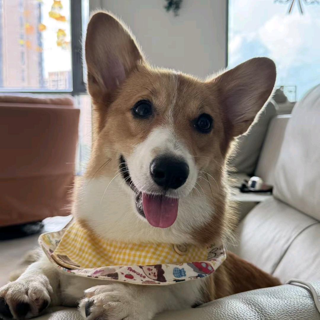 长尾柯基俏11🐶