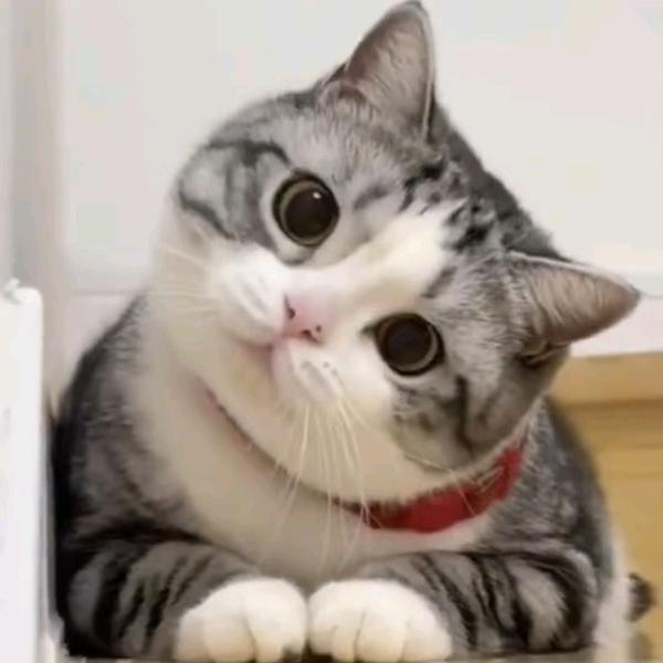 小狗小猫小生活