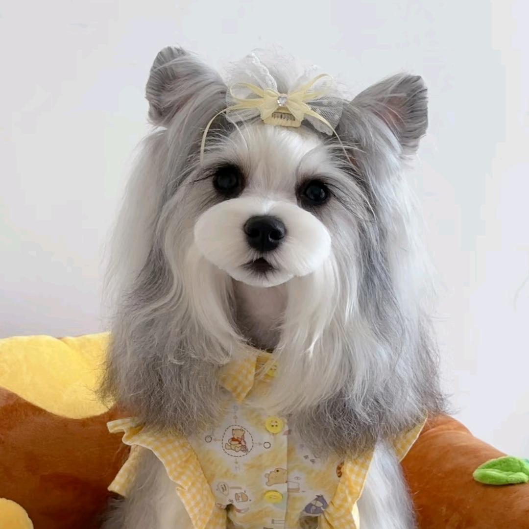 小牛哥雪纳瑞1号