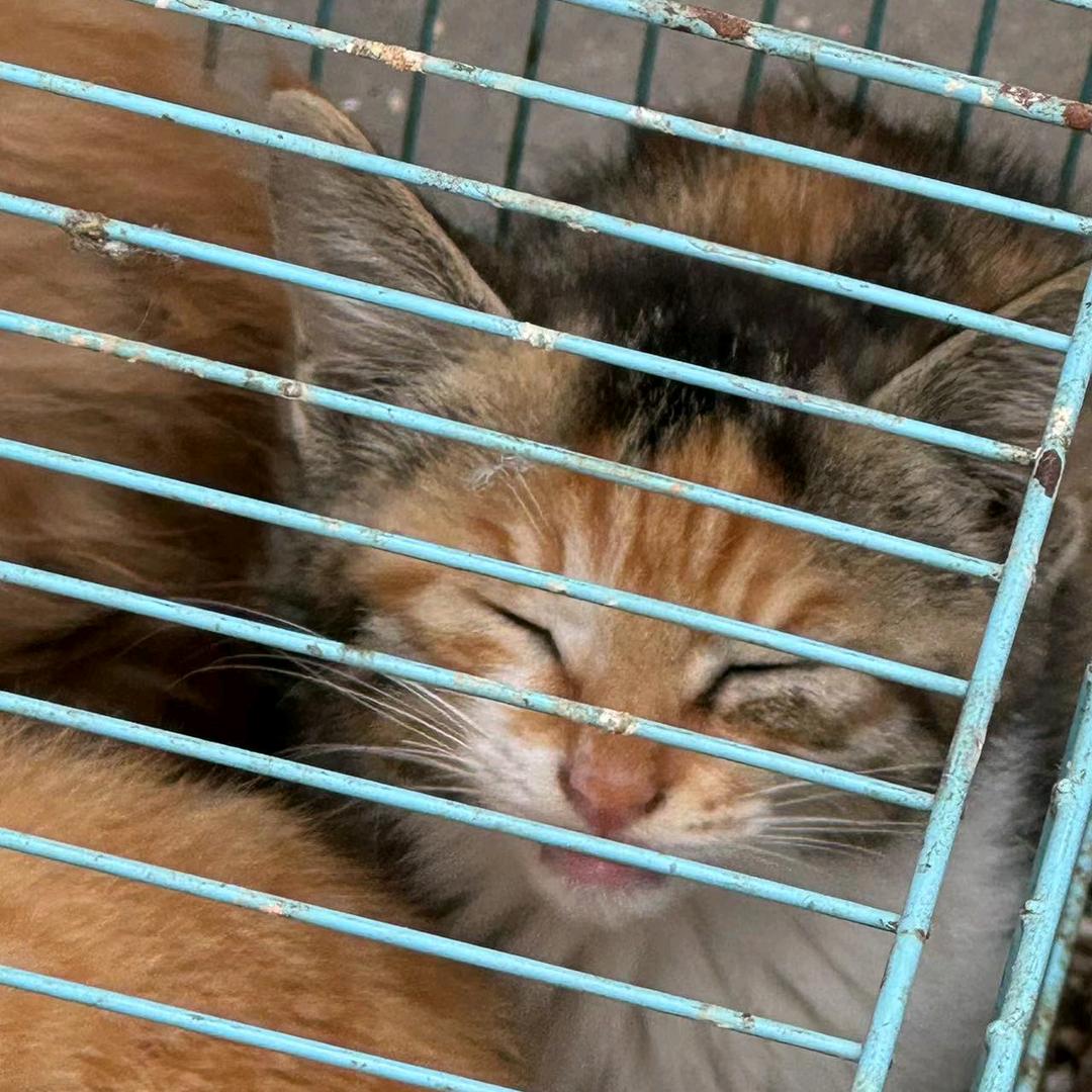 财神爷的心尖宠🦋