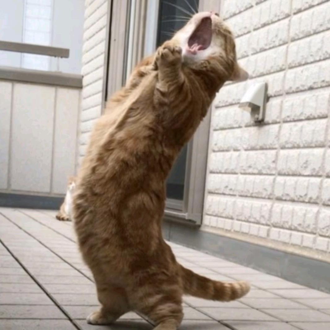 买拼好饭也用卷