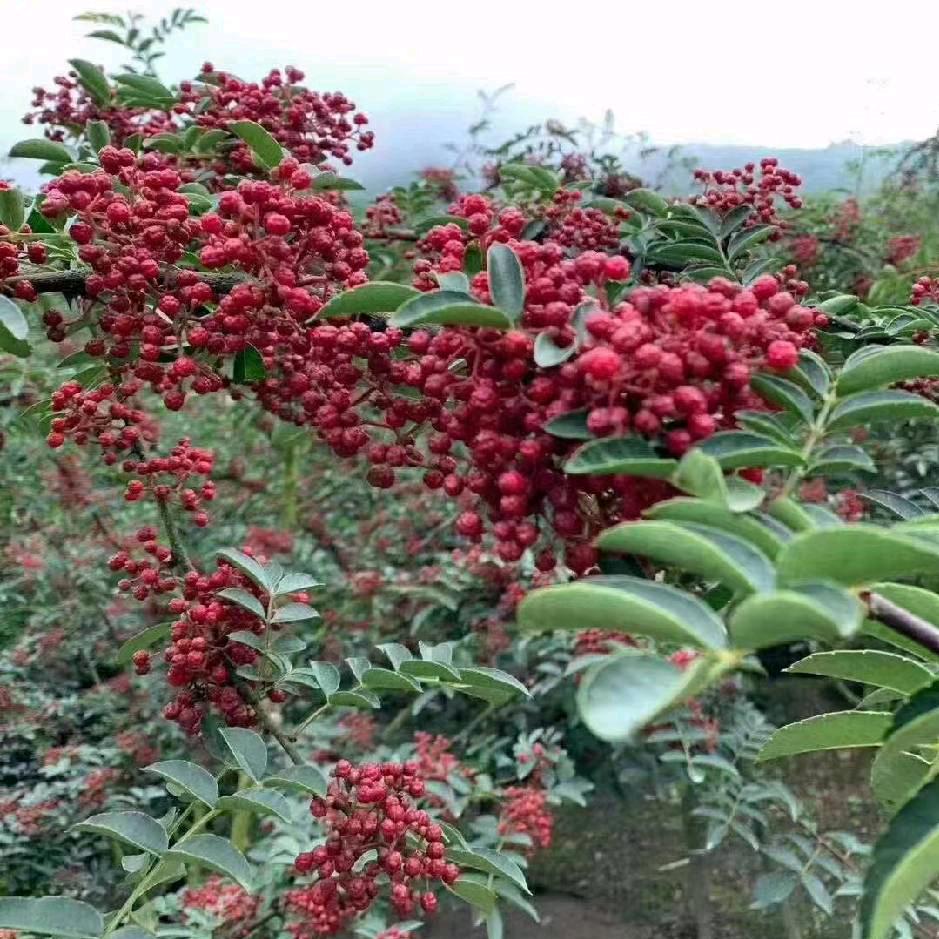 忘了过去，从头再来