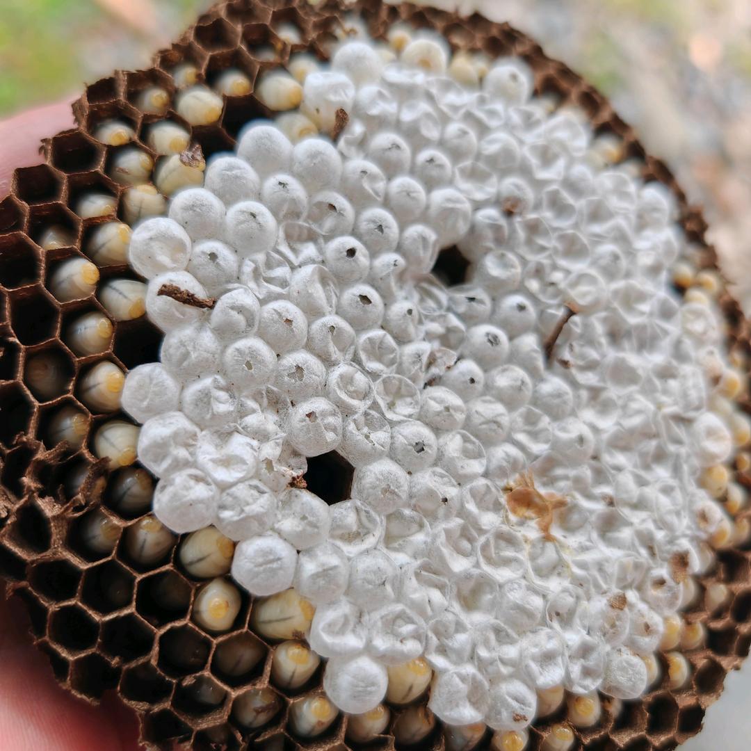 兴义蜂蛹收/售～拿货来换钱