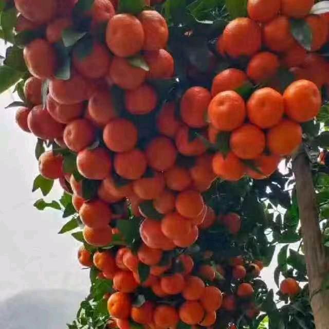 阿贞