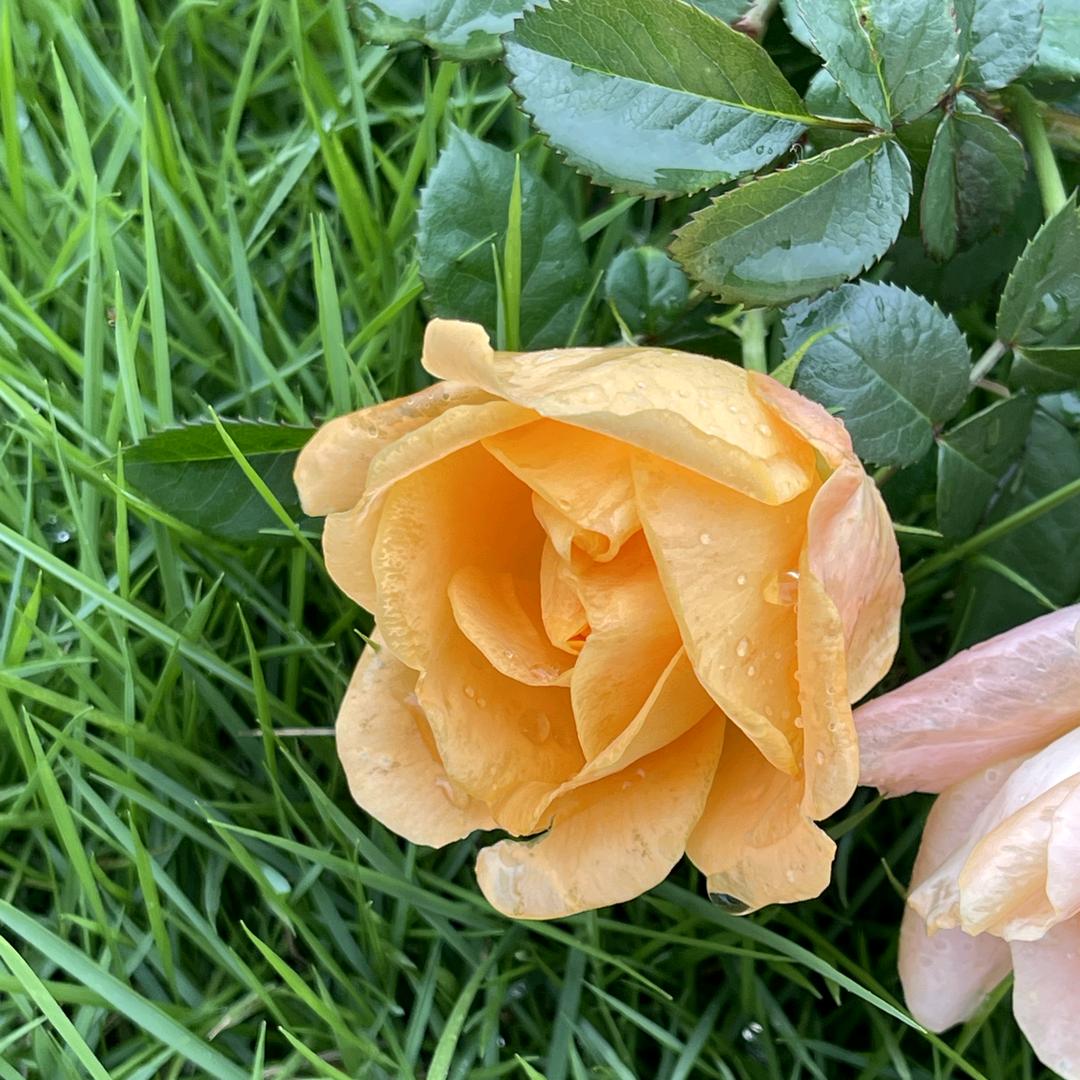 春暖花开