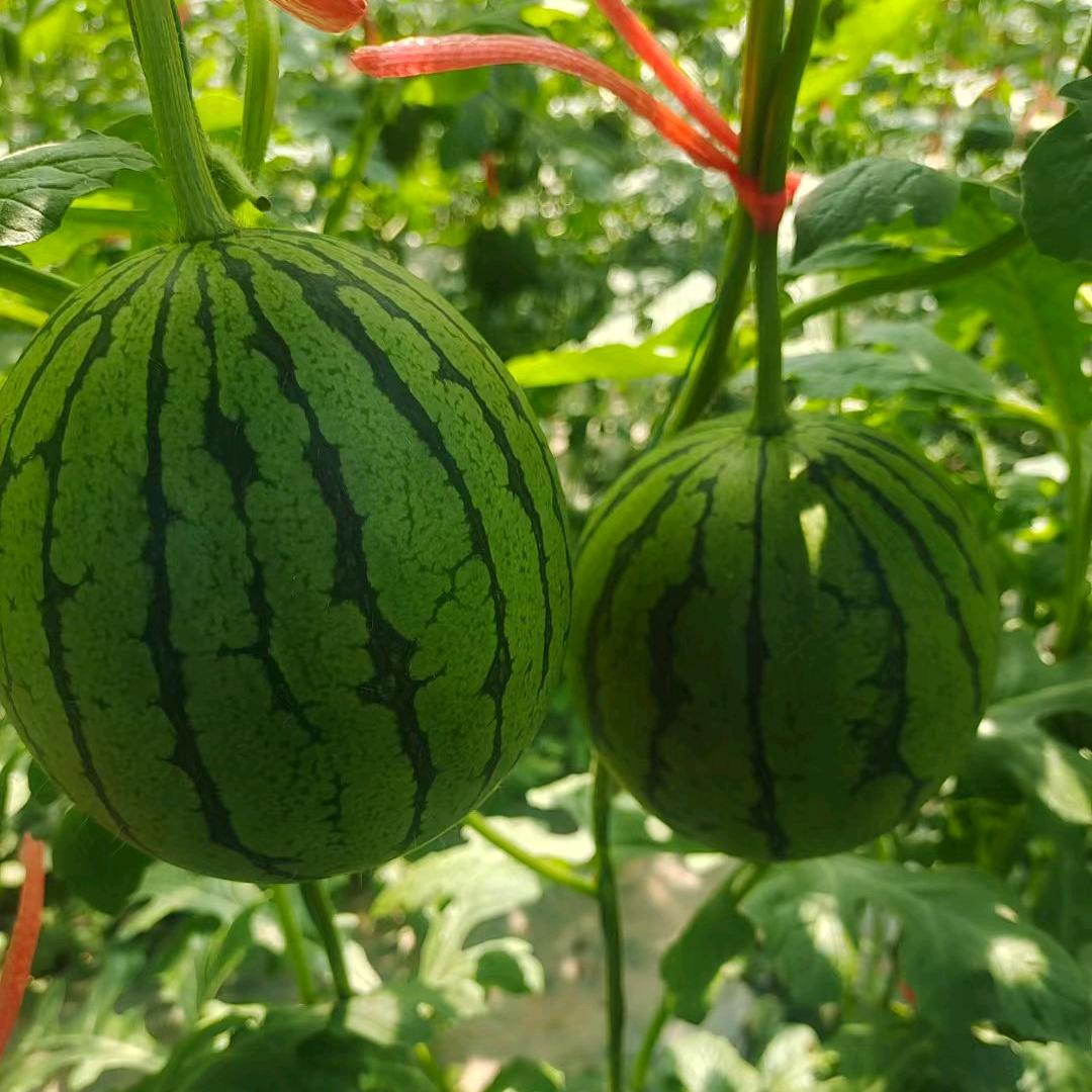 （富豪）亿亩田礼品珍珠红小西瓜产业园