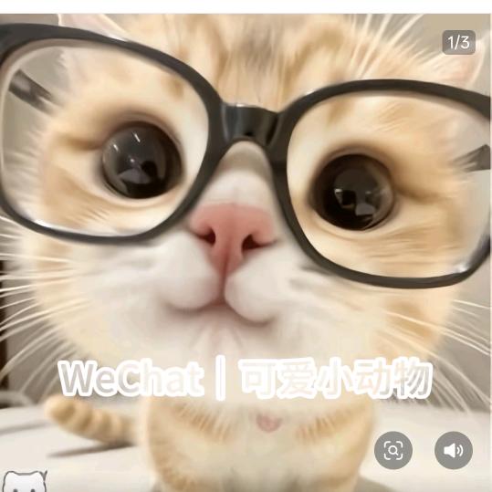 大鹏不会飞