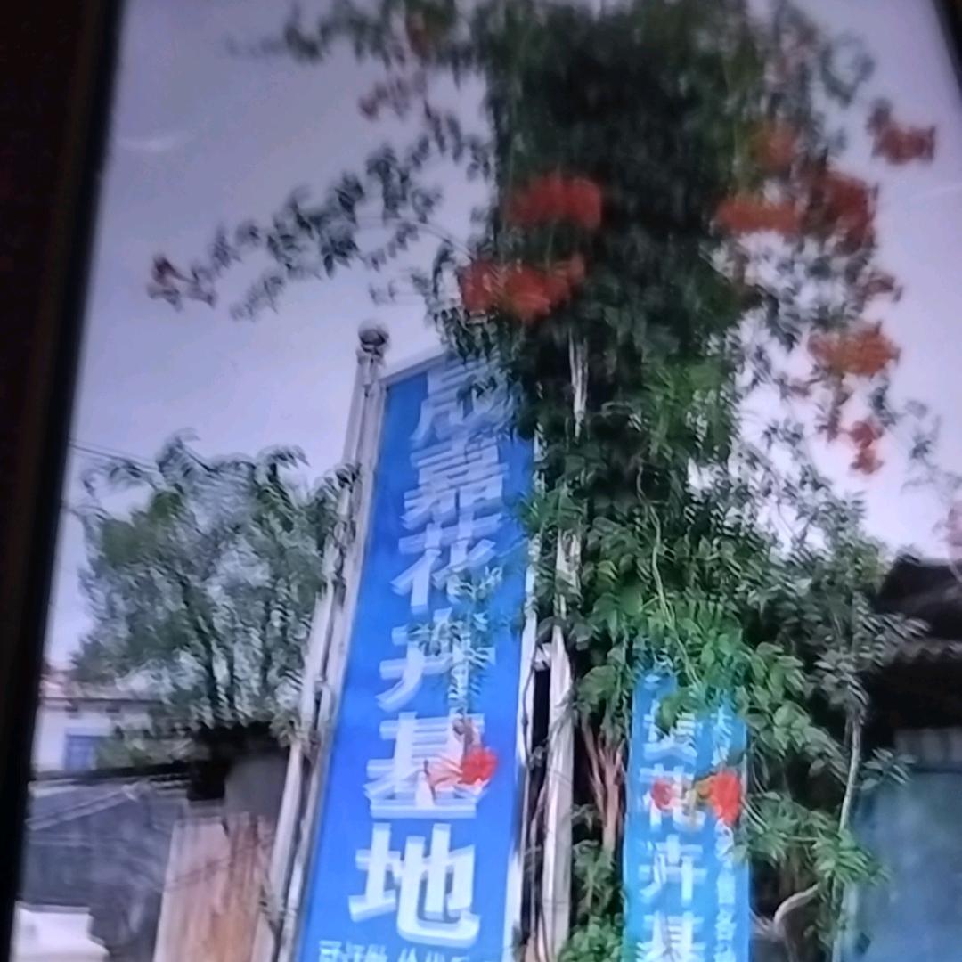 陈姐草花批发