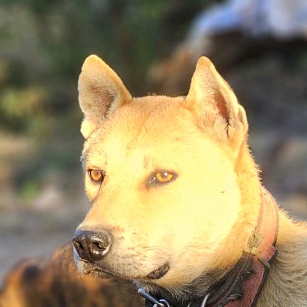 遇见🌱田园犬🐕