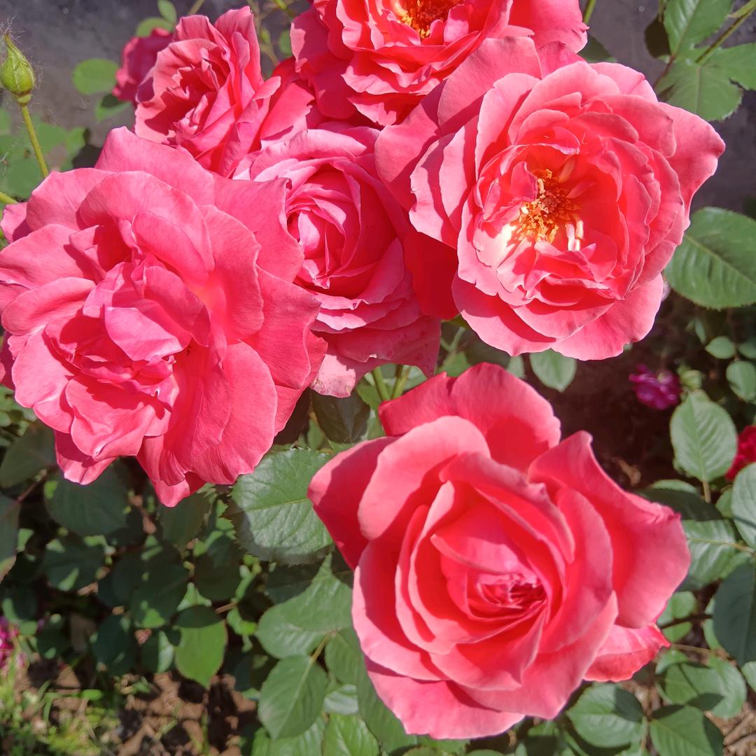 知足常乐拒绝私聊