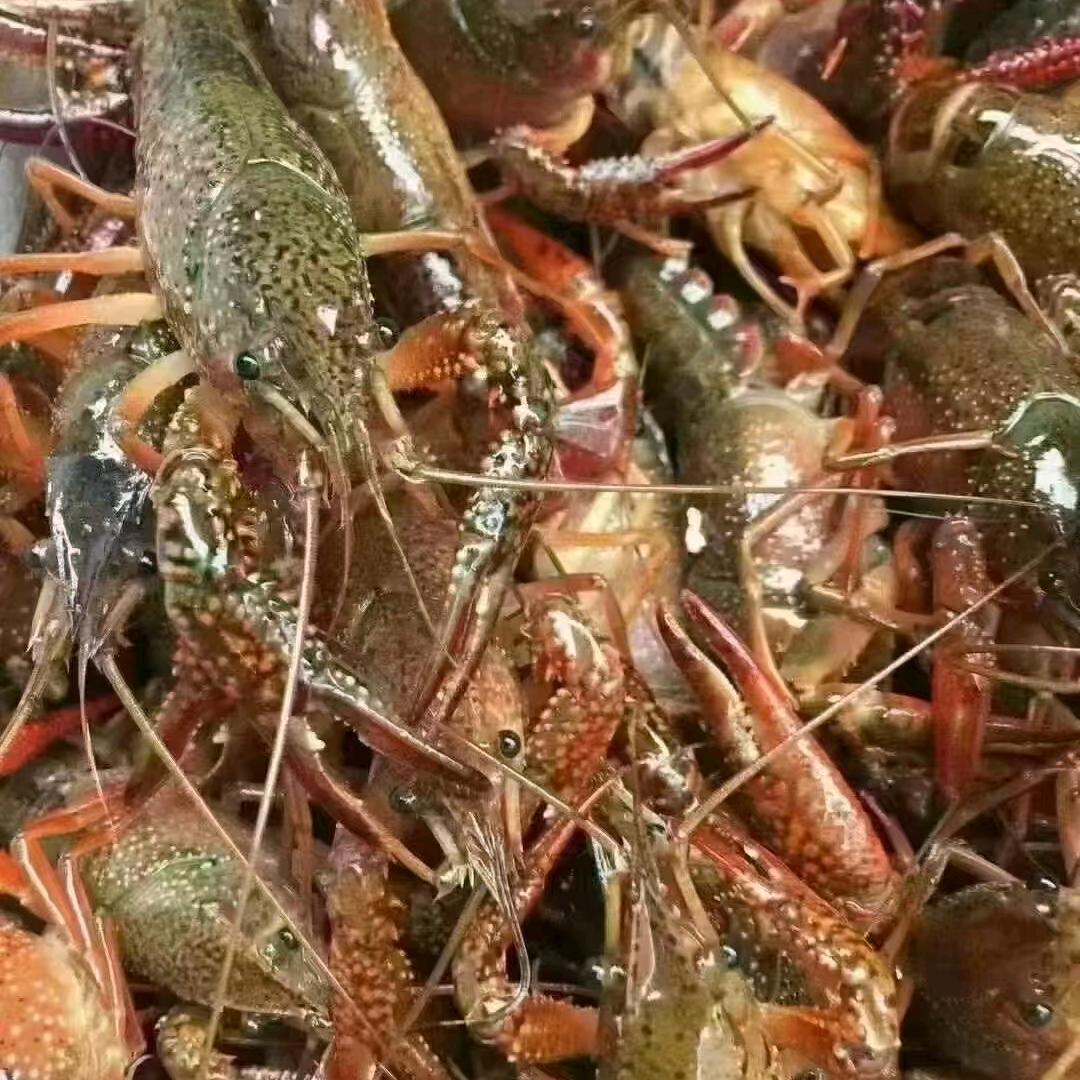 卷王爱上板栗红薯