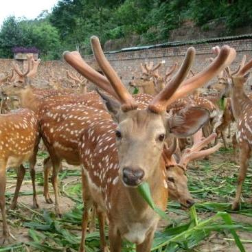 家乡有鹿（皇家鹿苑）