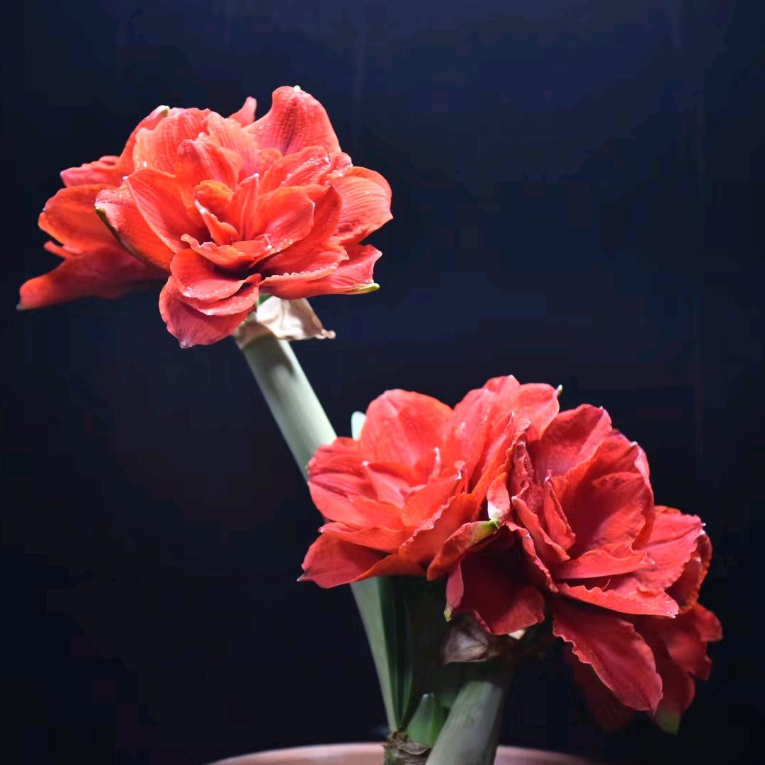 镜中花