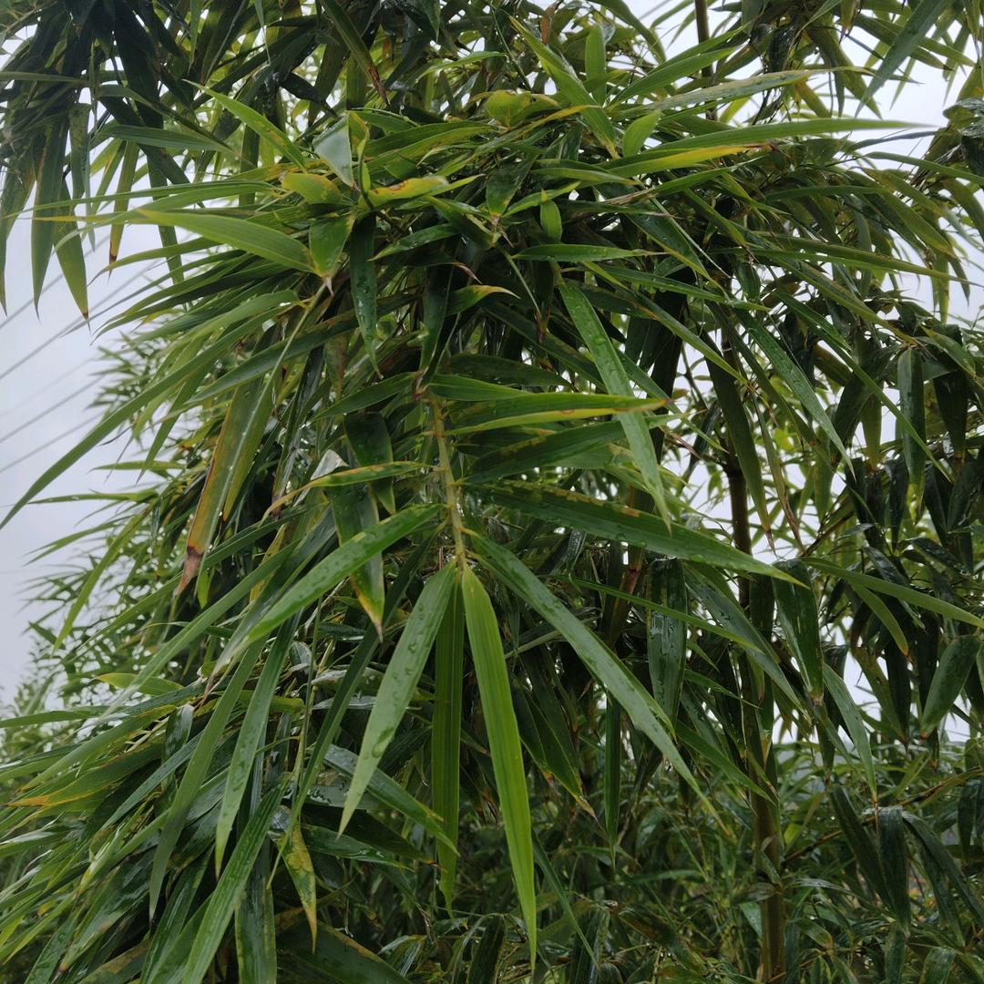 奇