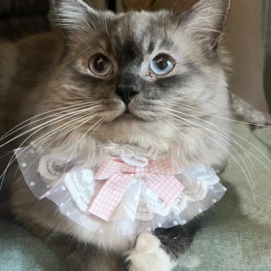 ♡独爱兜兜里揣着的猫♡