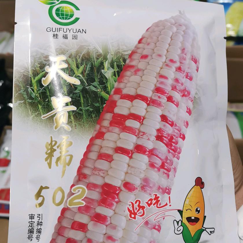 批发鲜食玉米种子