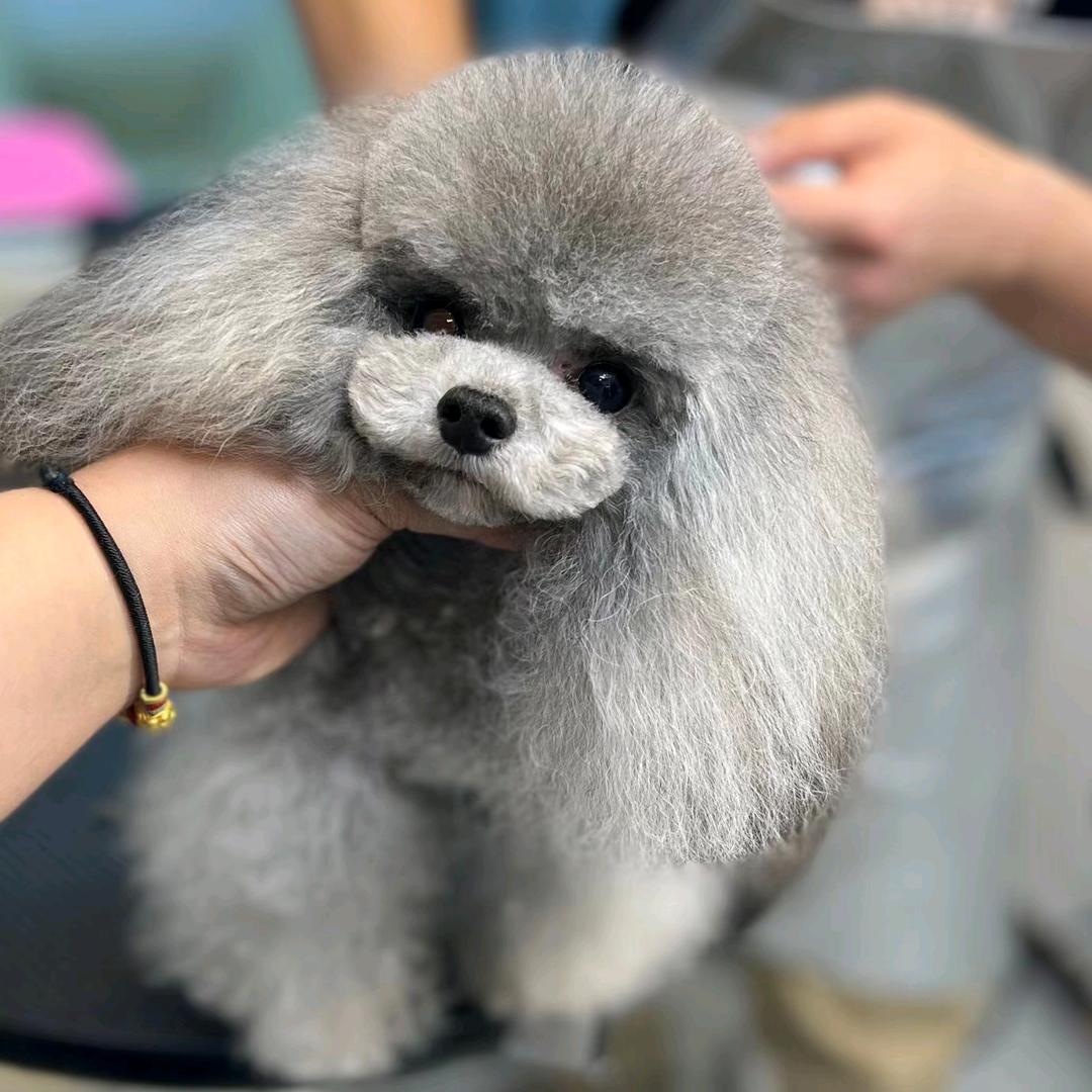 鑫秀宠物