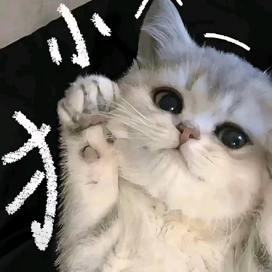 谁做我的猫