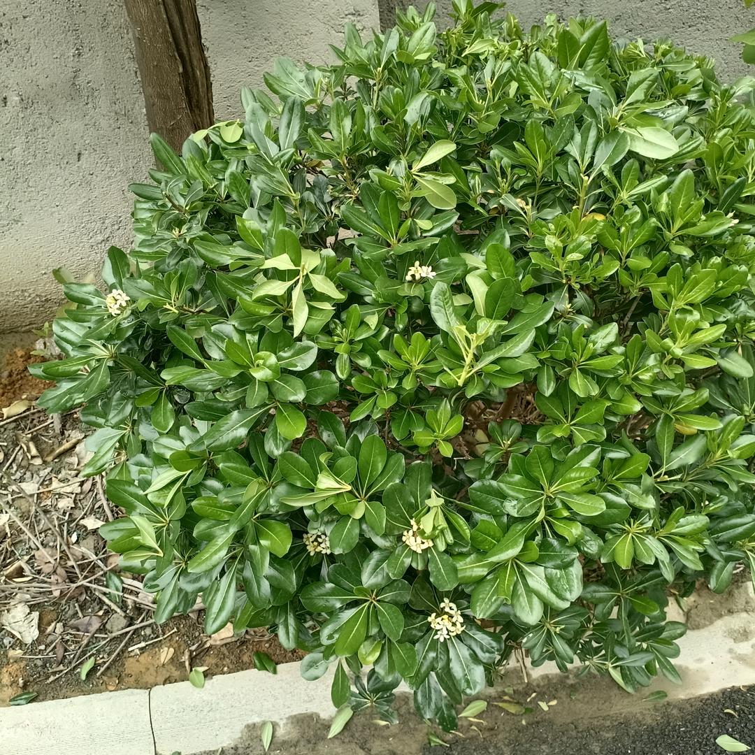段