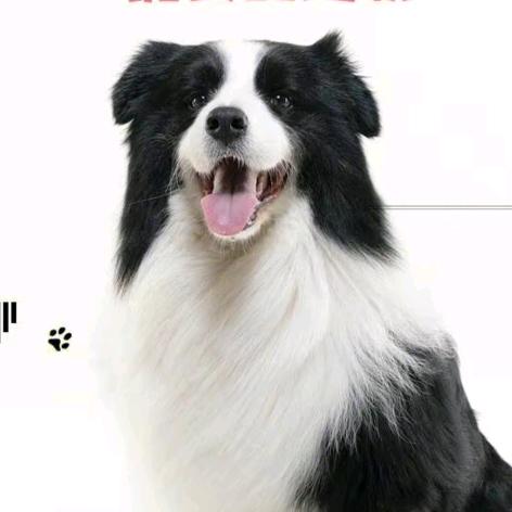 豫皖犬业