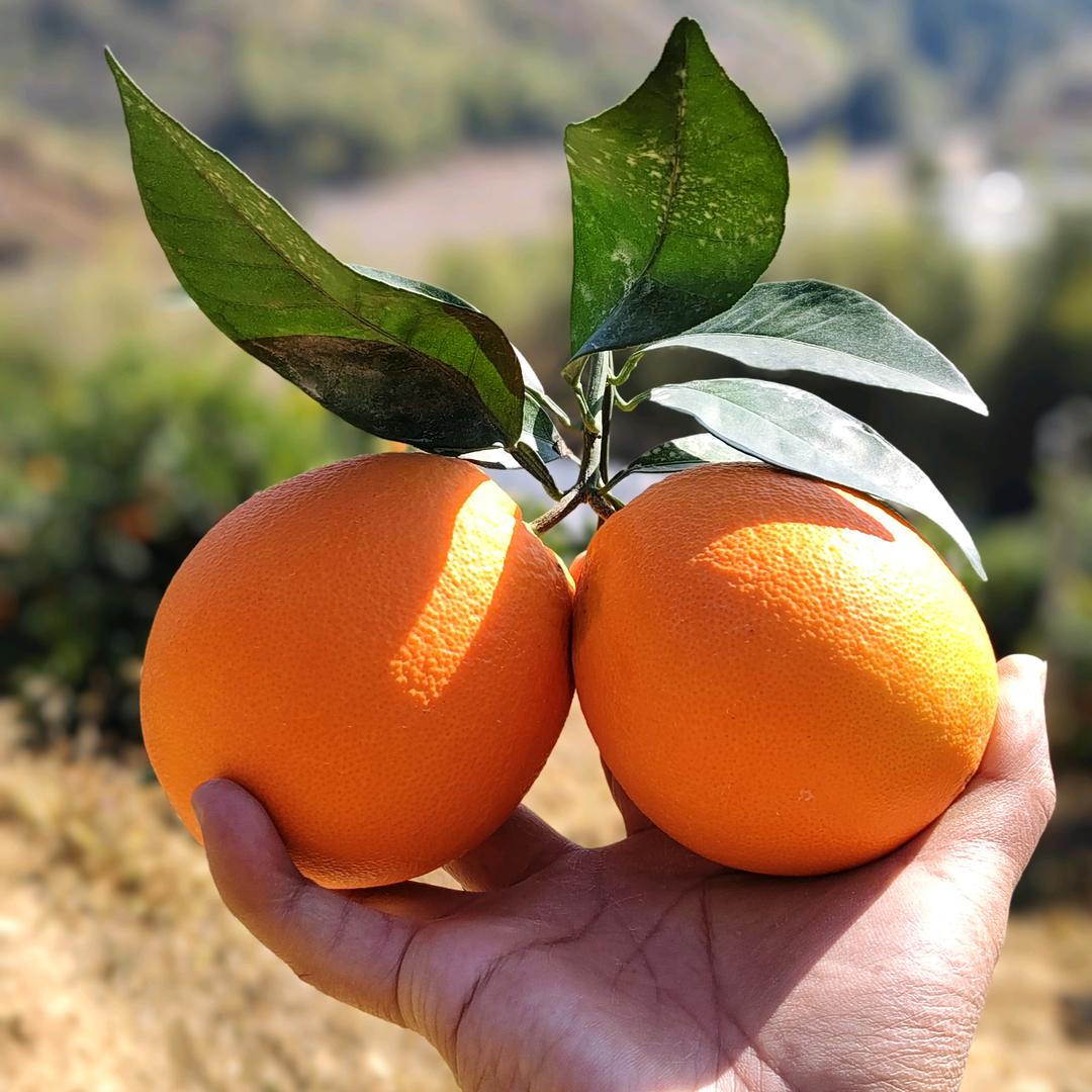 四季新鲜水果严选店