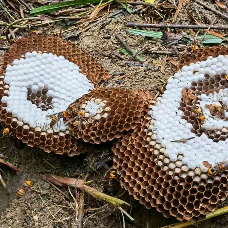 高山小野牛