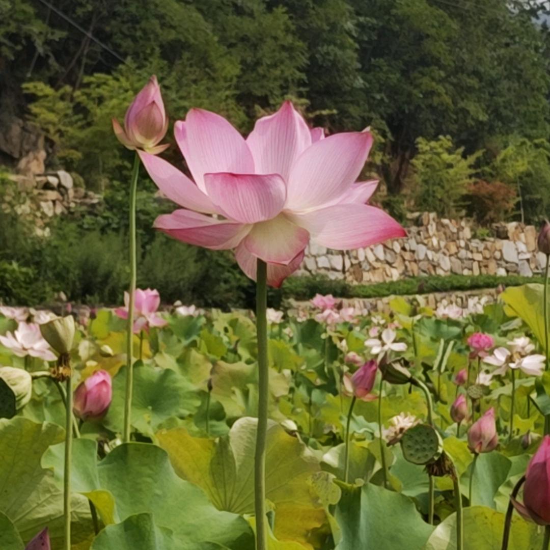 小卫