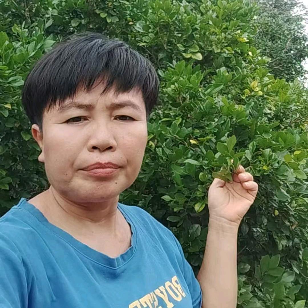 海南小麦