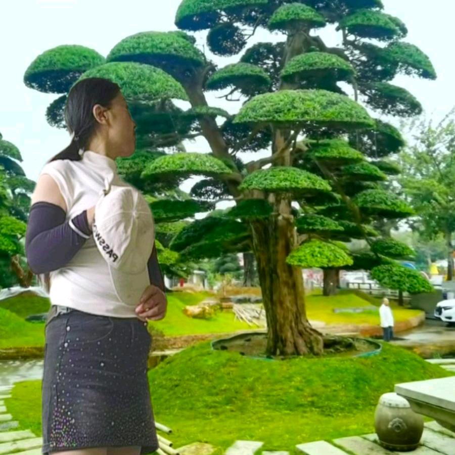 煙雨如夢