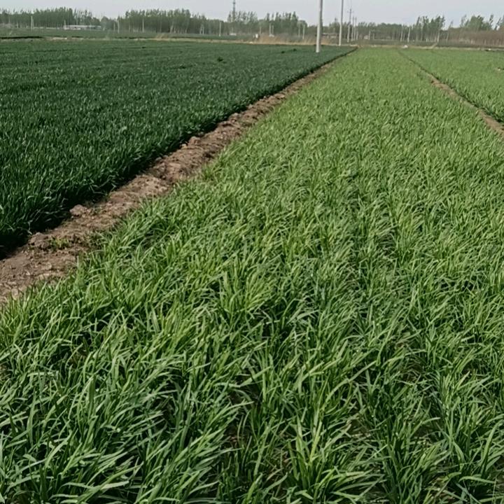 种植业