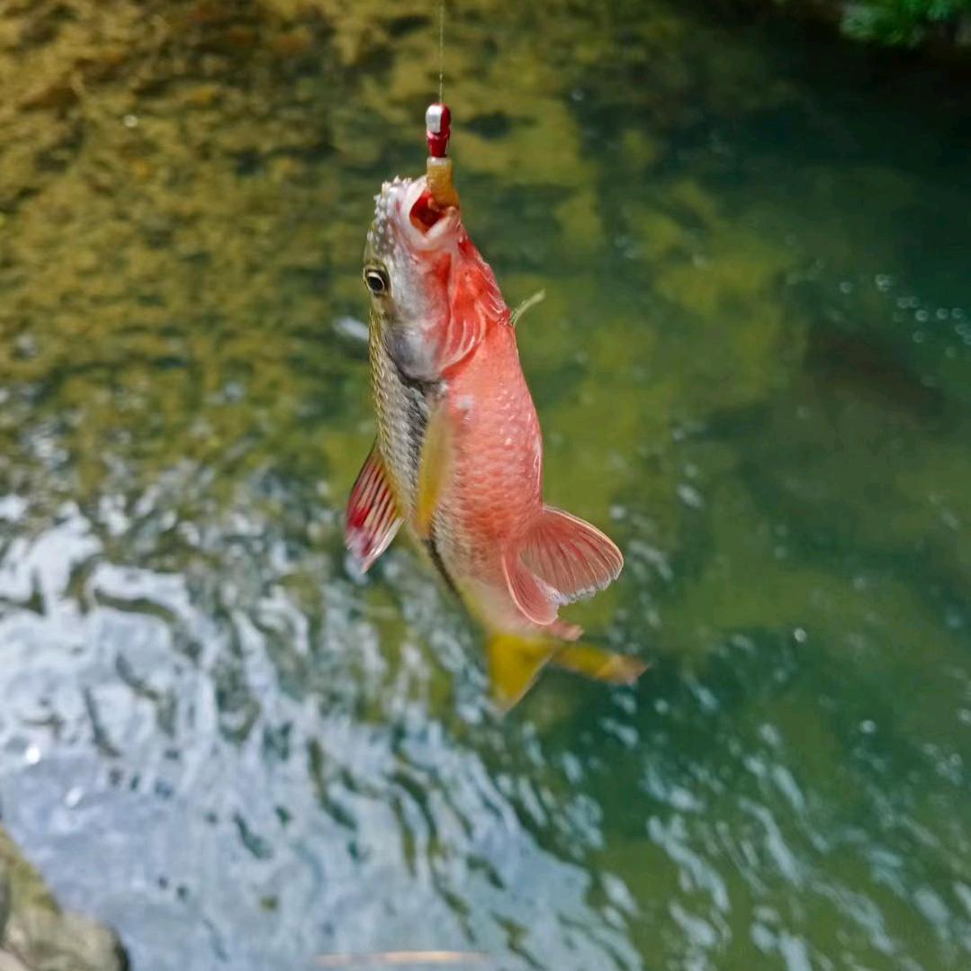溪流钓