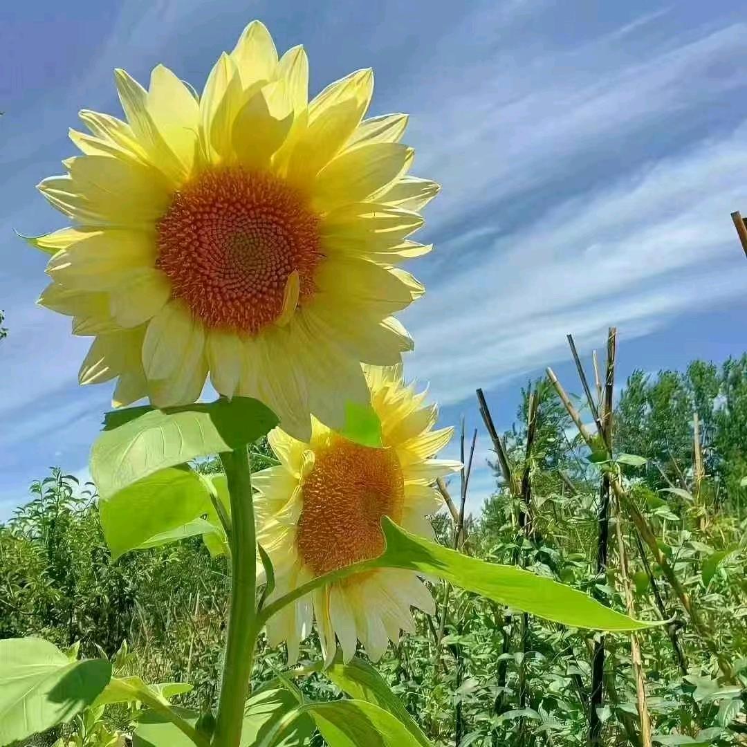 樱桃小新&蜡笔小丸子