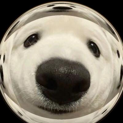 木木槿
