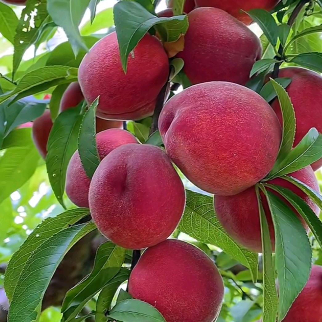 好多桃果园农场